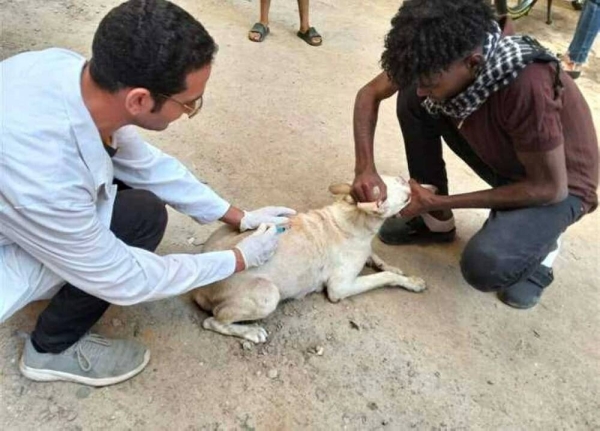 مديرية الطب البيطري بسوهاج تكثف حملات تحصين كلاب الشوارع للحد من مرض السعار