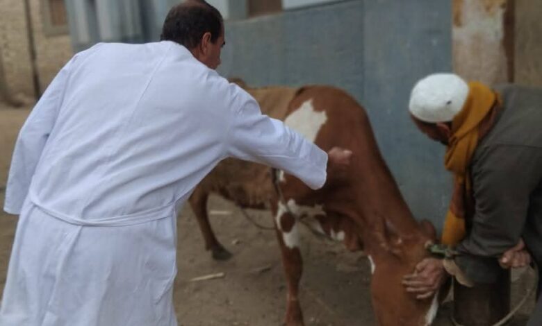  محافظ الجيزة: تحصين 90 ألف رأس ماشية ضد الحمى القلاعية
