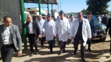  توريد 48 ألف طن قصب لمصنع أبو قرقاص منذ بداية الموسم الجاري 