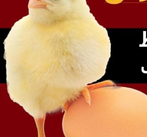 الزراعة :ارتفاع أسعار الكتاكيت في الأسواق ليس لها مبرر