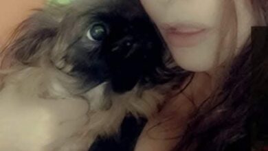 روفيدا الزينى تمنح القطط الضالة طاقة نور تفتح باب أمل