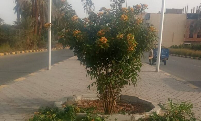 حملات نظافة وتجميل مكثفة لتحسين المظهر الحضاري بالأقصر حملات نظافة وتجميل مكثفة لتحسين المظهر الحضاري بالأقصر