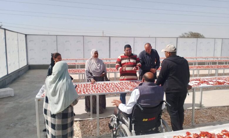 «تجفيف الطماطم » بإسنا من القطاع الخاص للجهات التنفيذية