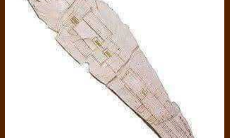 شقافة من الحجر الجيري تروي قصة تخطيط مقبرة ملكية