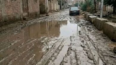 نفوق ماشية بسبب ماس كهربائي ونجاة مزارع بالفيوم