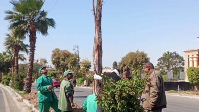 زراعة 20 نخلة ملوكى ضمن منظومة النظافة الجديدة بأحياء مدينة الأقصر