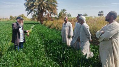 «زراعة الأقصر» تعلن مشروعات و انجازات شهر فبراير بالقرى