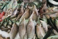 أسعار الأسماك بسوق الأنصاري في السويس اليوم
