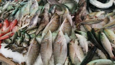 أسعار الأسماك بسوق الأنصاري في السويس اليوم