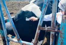  بيطري الشرقية :فحص 2122  رأس ماشية ضد البروسيلا والسل البقرى