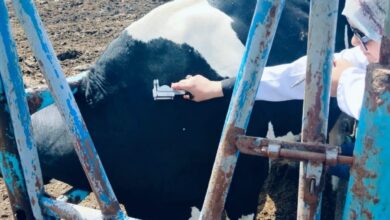  بيطري الشرقية :فحص 2122  رأس ماشية ضد البروسيلا والسل البقرى