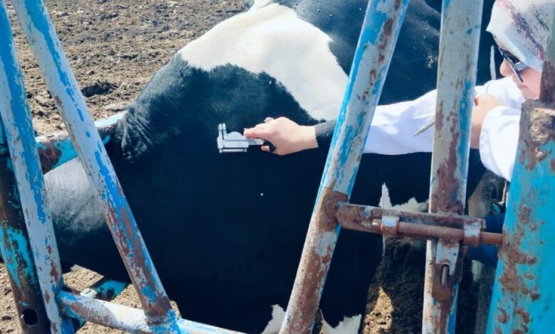  بيطري الشرقية :فحص 2122  رأس ماشية ضد البروسيلا والسل البقرى