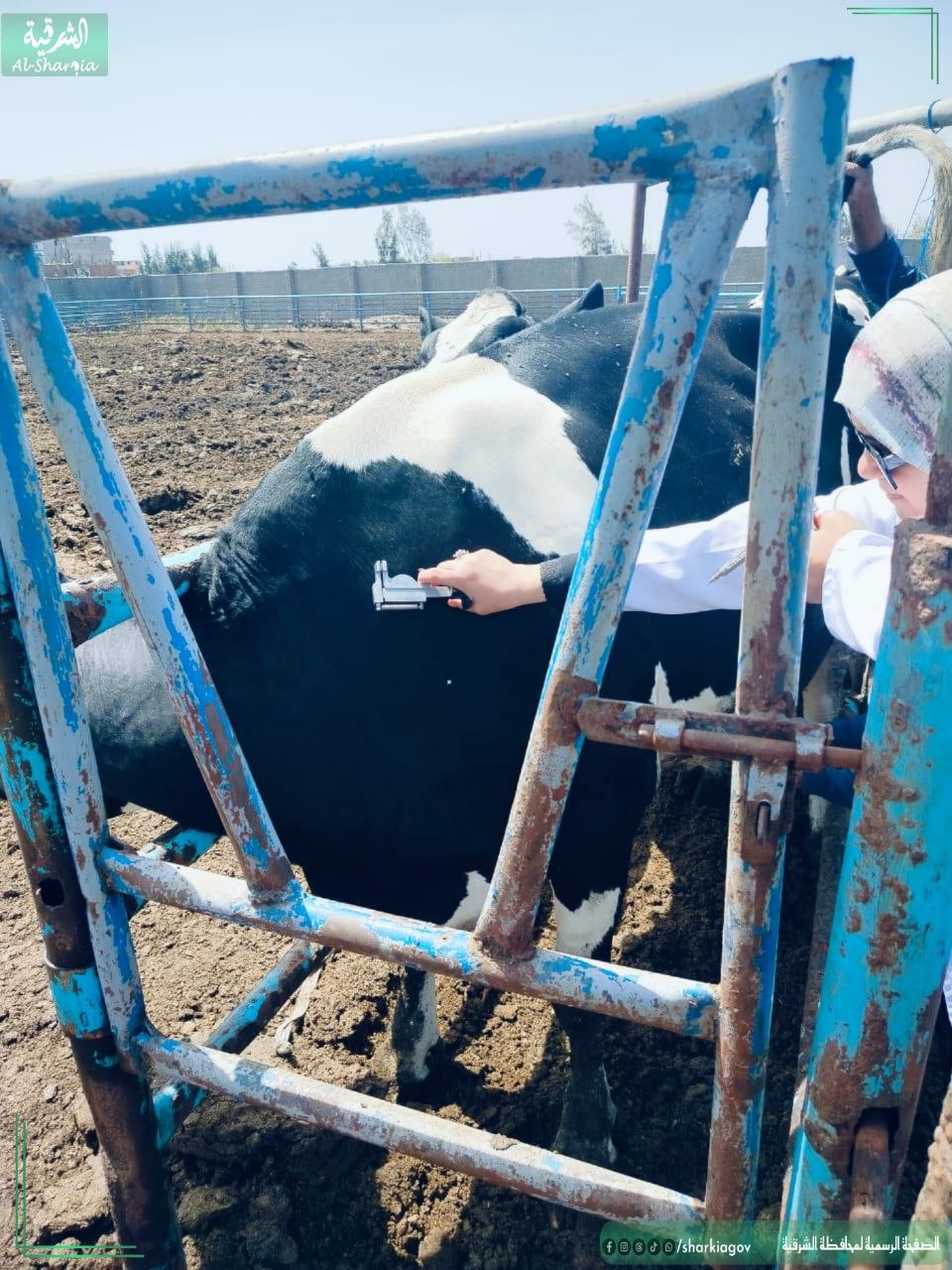  بيطري الشرقية :فحص 2122  رأس ماشية ضد البروسيلا والسل البقرى