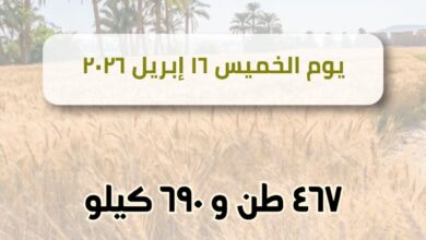 قمح الشرقية:استقبال  ٤٦٧طن ٦٩٠كيلو قمح بالشون والصوامع  