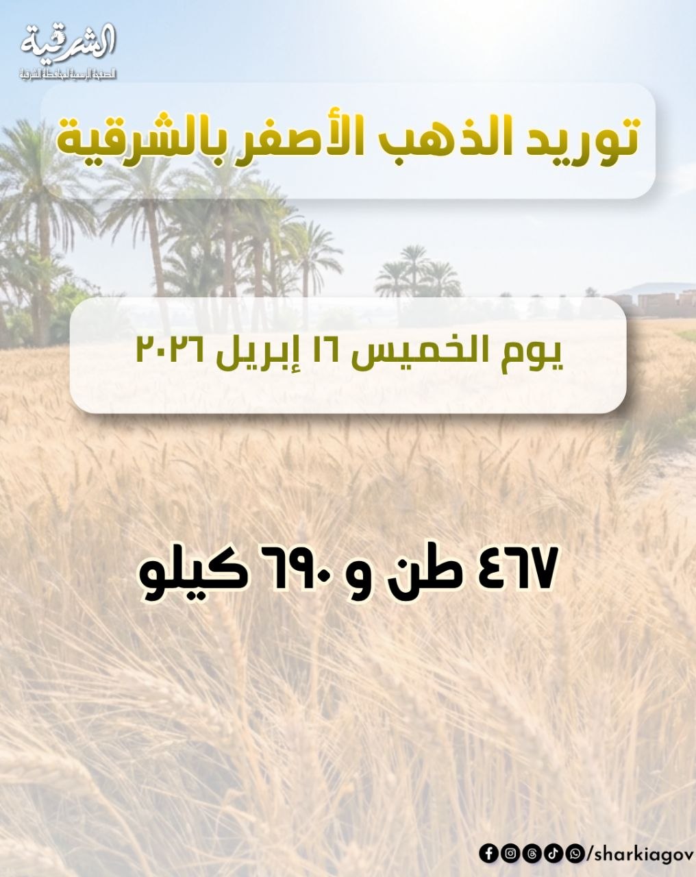 قمح الشرقية:استقبال  ٤٦٧طن ٦٩٠كيلو قمح بالشون والصوامع  