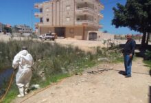 البعوض يحاصر المساعيد.. والصحة ترد بحملة مبيدات كاسحة في العريش