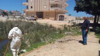 البعوض يحاصر المساعيد.. والصحة ترد بحملة مبيدات كاسحة في العريش