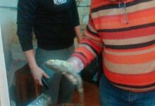 ضبط ٣٥٠ كجم فسيخ غير صالح للاستهلاك الادمى خلال حملة تموينية بالإسكندرية