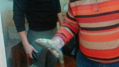 ضبط ٣٥٠ كجم فسيخ غير صالح للاستهلاك الادمى خلال حملة تموينية بالإسكندرية