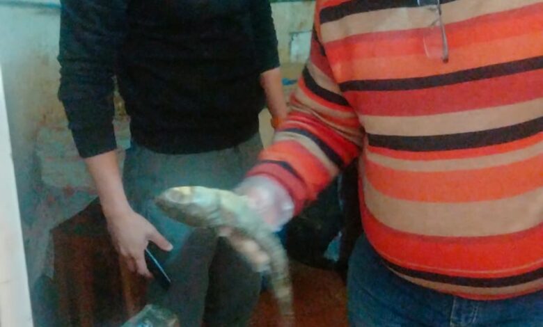 ضبط ٣٥٠ كجم فسيخ غير صالح للاستهلاك الادمى خلال حملة تموينية بالإسكندرية ضبط ٣٥٠ كجم فسيخ غير صالح للاستهلاك الادمى خلال حملة تموينية بالإسكندرية