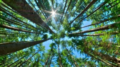 أفريقيا تُفاجئ العالم.. الأشجار تعود من تحت الأرض