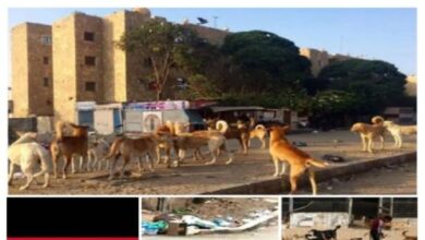 أفكار لحل الازمة الاقتصادية لمصر