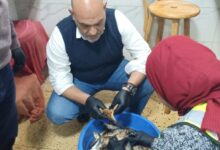  بيطرى القليوبية: ضبط 1.5 طن أسماك مملحة غير صالحة للاستهلاك الآدمى