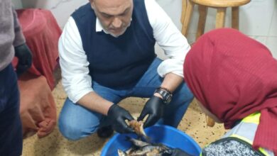  بيطرى القليوبية: ضبط 1.5 طن أسماك مملحة غير صالحة للاستهلاك الآدمى