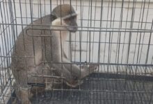 بيطري الشرقية يسيطرة على النسناس تمهيداً لإيداعه بحديقة الحيوان بالزقازيق