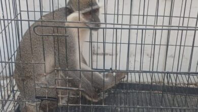 بيطري الشرقية يسيطرة على النسناس تمهيداً لإيداعه بحديقة الحيوان بالزقازيق