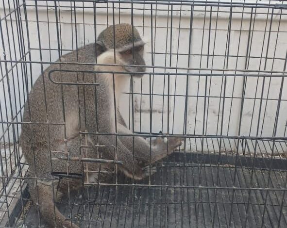 بيطري الشرقية يسيطرة على النسناس تمهيداً لإيداعه بحديقة الحيوان بالزقازيق