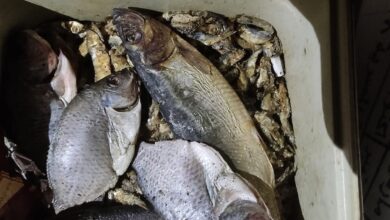 ” تموين الأقصر” يضبط 200كيلو سمك مملح غير صالح للاستهلاك الآدمى