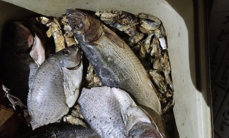 ” تموين الأقصر” يضبط 200كيلو سمك مملح غير صالح للاستهلاك الآدمى