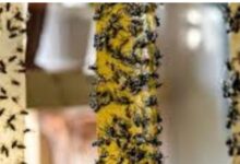 طرق فعّالة وسريعة للتخلص من الذباب بدون مبيدات