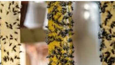 طرق فعّالة وسريعة للتخلص من الذباب بدون مبيدات