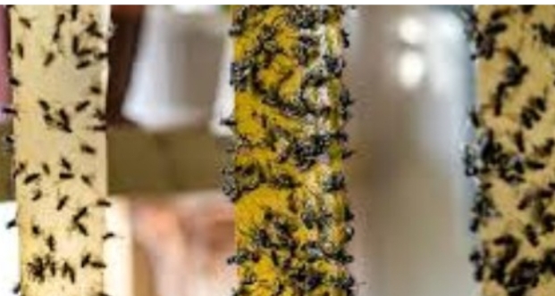 طرق فعّالة وسريعة للتخلص من الذباب بدون مبيدات