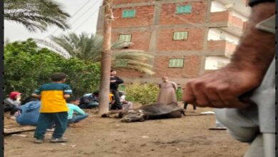 خسائر متواصلة للطقس السيئ في الفيوم.. نفوق جاموسة صعقًا بالكهرباء بطامية خلال الأمطار