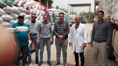 انطلاق موسم توريد القمح بسوهاج 2026