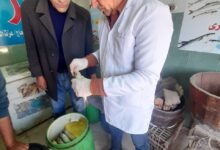 محافظ الغربية: حملات مكثفة خلال شم النسيم تضبط نصف طن فسيخ ورنجة غير صالحة و2200 رغيف مدعم وتحرر 63 محضرًا للمخابز