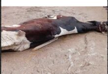 نفوق بقرة صعقًا بالكهرباء في الفيوم بسبب الأمطار