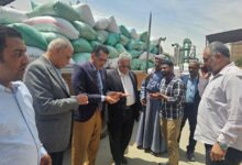 تموين الأقصر يعلن بدء موسم توريد القمح من المزارعين