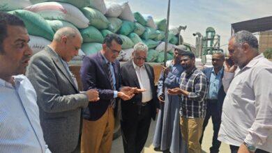 تموين الأقصر يعلن بدء موسم توريد القمح من المزارعين