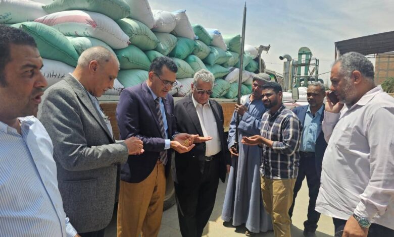 تموين الأقصر يعلن بدء موسم توريد القمح من المزارعين