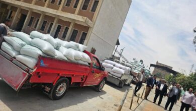 ” تموين الأقصر” يتسلم 152.210طن قمح من المزارعين خلال 48ساعة