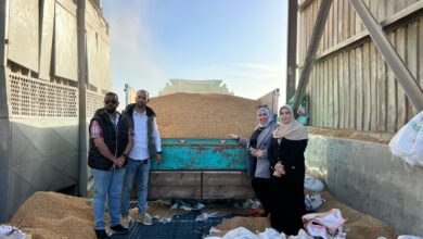ضبط ١١ طن قمح محلى قبل تهريبهم الى السوق السوداء بالإسكندرية 