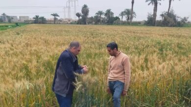 محافظ الفيوم يتابع جهود الزراعة لدعم المزارعين وتعزيز التنمية المستدامة بالمحافظة محافظ الفيوم يتابع جهود الزراعة لدعم المزارعين وتعزيز التنمية المستدامة بالمحافظة