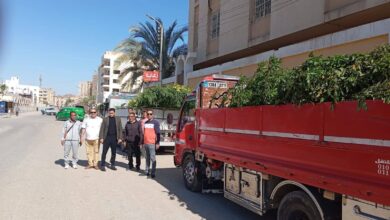 الفيوم تستقبل نحو 10 آلاف شجرة جديدة ضمن مبادرة “100 مليون شجرة” لتجميل المدارس ومراكز الشباب