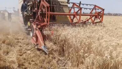 محافظ الشرقية الإنتهاء من استقبال ٦٦٧٠٩٨ طن و ٨٤٩ كيلو من القمح المحلي محافظ الشرقية الإنتهاء من استقبال ٦٦٧٠٩٨ طن و ٨٤٩ كيلو من القمح المحلي