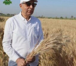 محافظ المنيا: تخطي مستهدف توريد القمح لموسم 2026 بنسبة 15% واستلام أكثر من 490 ألف طن