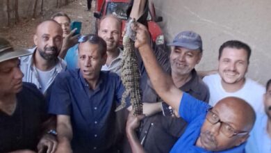“صائد تماسيح الترع” يُنهي لغز “زائر شبرامنت” بقبضة محمود شنب “صائد تماسيح الترع” يُنهي لغز “زائر شبرامنت” بقبضة محمود شنب